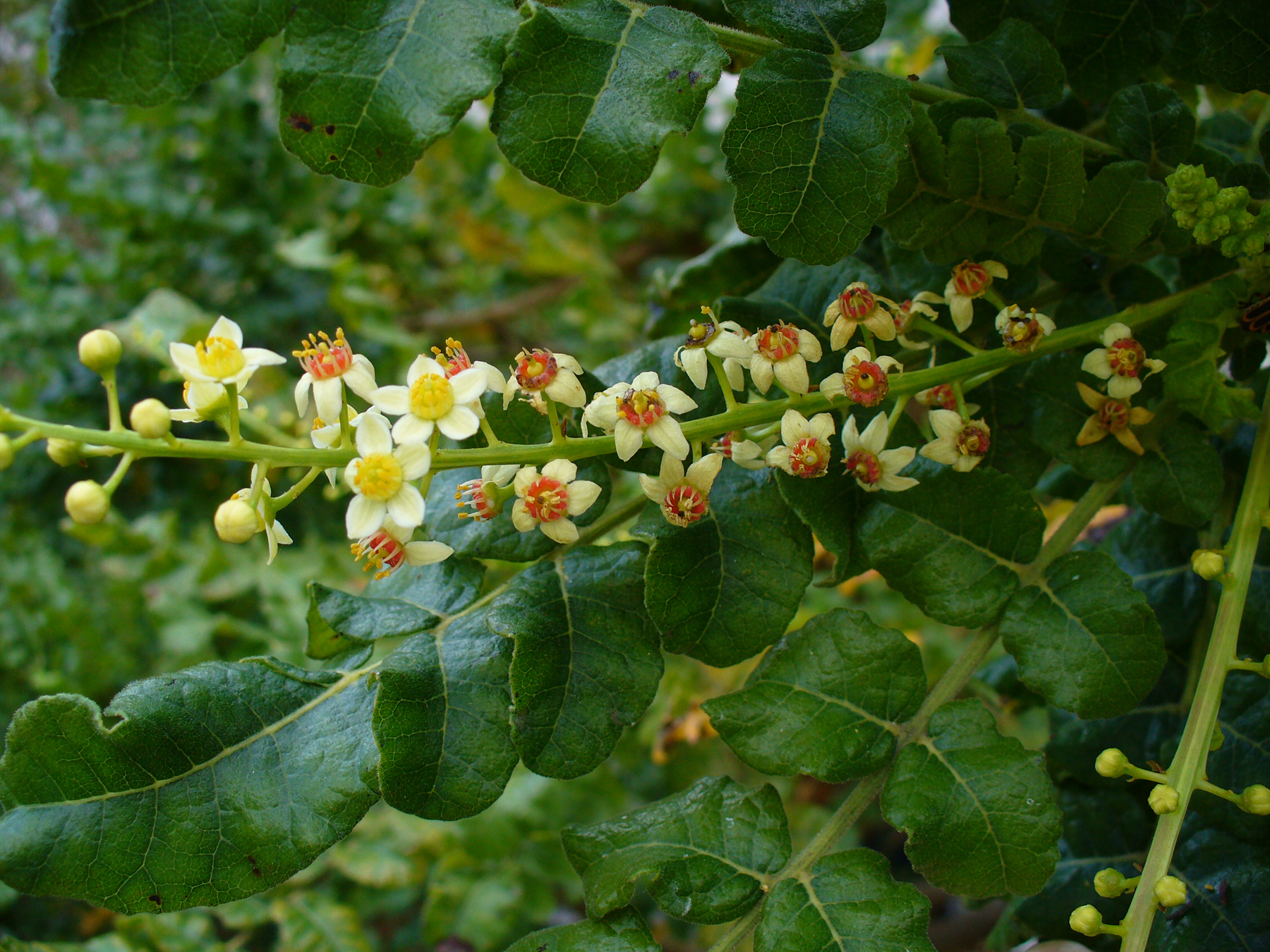 Boswellia sacra, frankincense tree, the divine fragrant herb of Nineveh